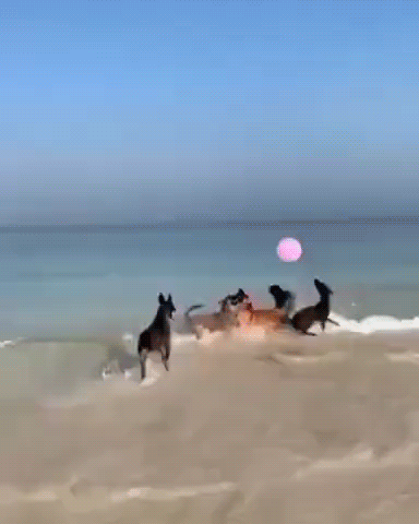 И как они его только не прокусили