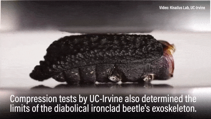 Дьявольский жук-броненосец: Выносит давление в 39000 раз больше своего веса. Чтобы пробить панцирь, нужна дрель! Дьявольский жук-броненосец: Выносит давление в 39000 раз больше своего веса. Чтобы пробить панцирь, нужна дрель!