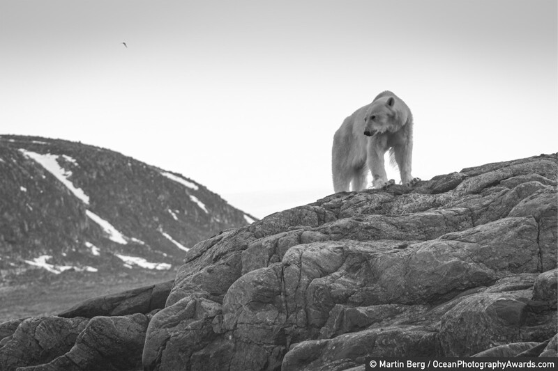 Голодный белый медведь ищет еду, Шпицберген, Норвегия, фотограф Martin Berg