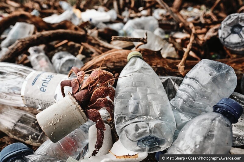 Рак-отшельник среди пластика, Мальдивы, фотограф Matt Sharp