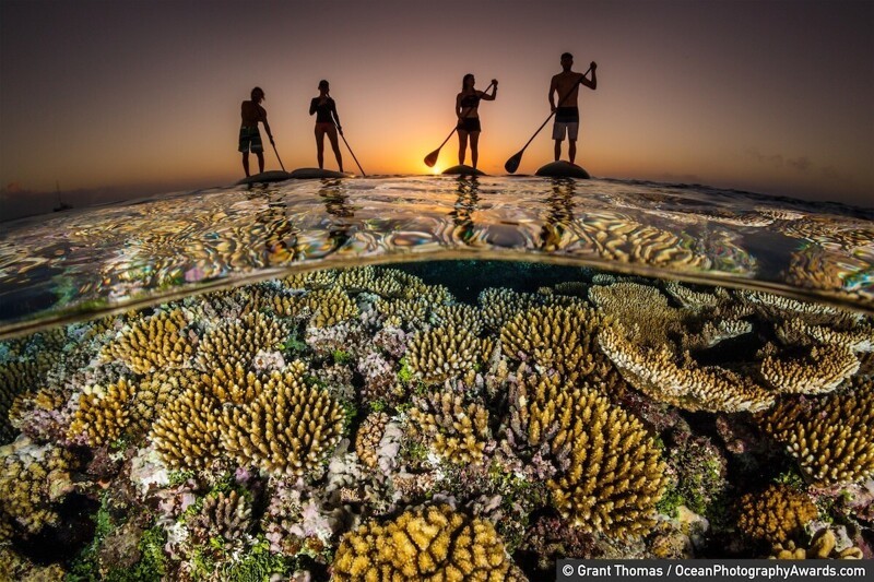 Рифы в Тонге, фотограф - Grant Thomas