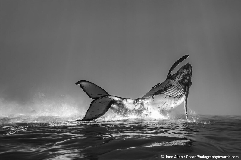 Прыжок горбатого кита, Jono Allen