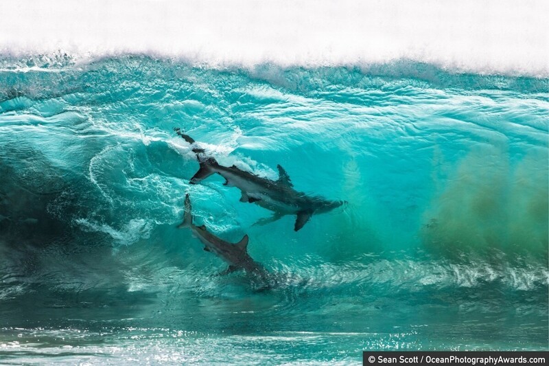 Акулы в Западной Австралии, фотограф Sean Scott