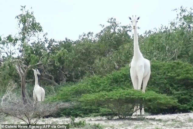 Единственного в мире белого жирафа снабдили GPS-датчиком