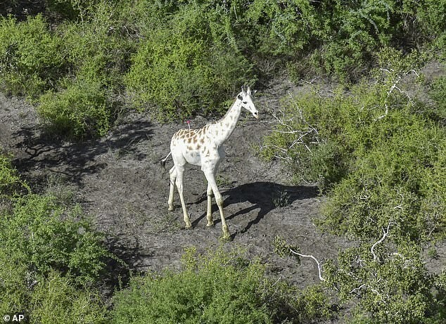 Единственного в мире белого жирафа снабдили GPS-датчиком