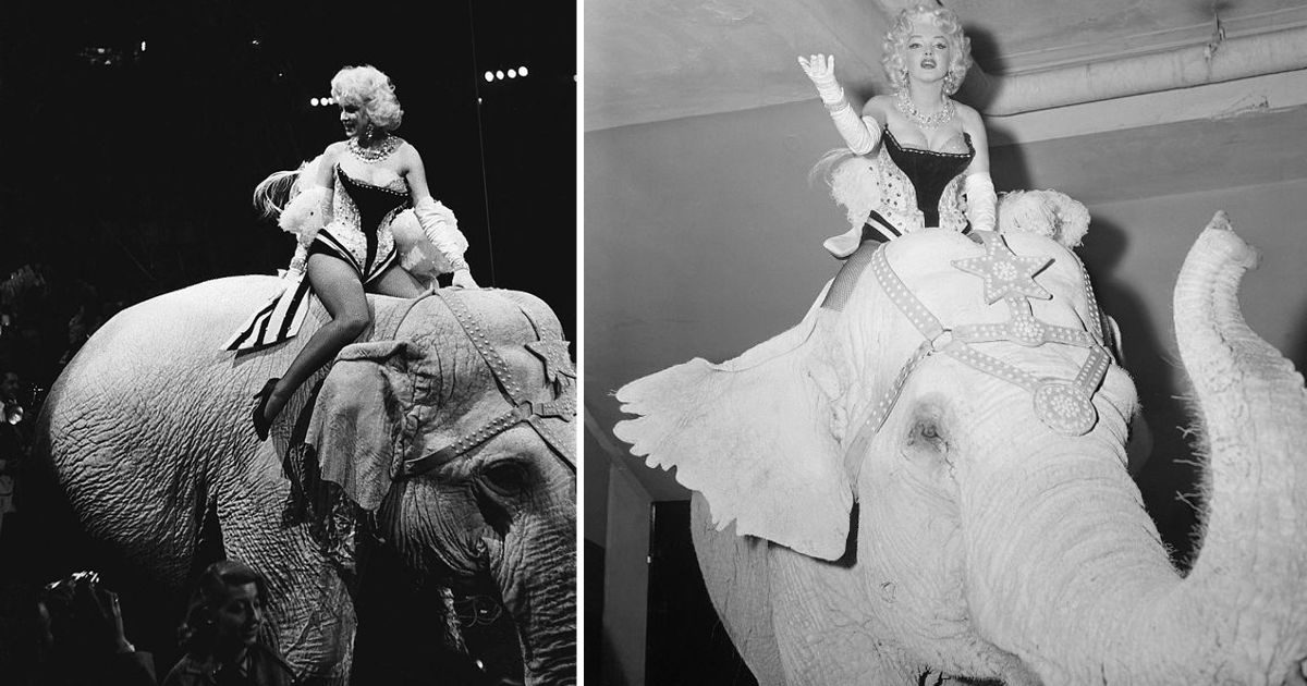 16 эффектных фото Мэрилин Монро верхом на розовом слоне