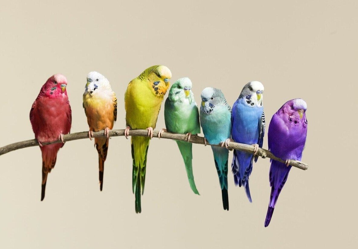 Расцветки волнистых попугаев
