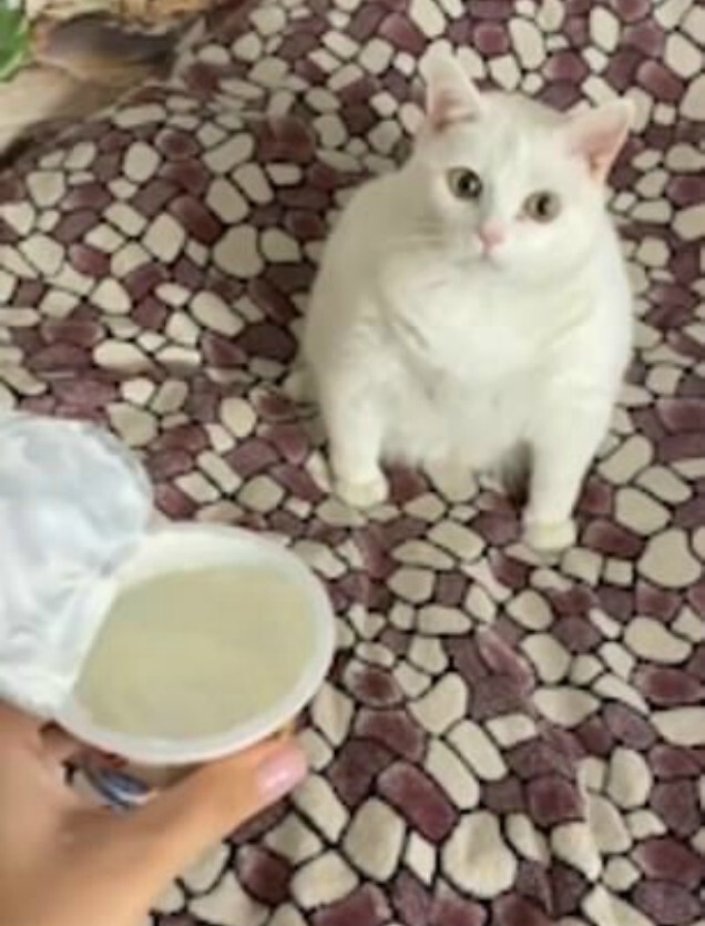 Видео: кот Беляш показал всё, что он думает о сметане