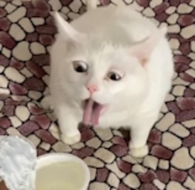 Видео: кот Беляш показал всё, что он думает о сметане