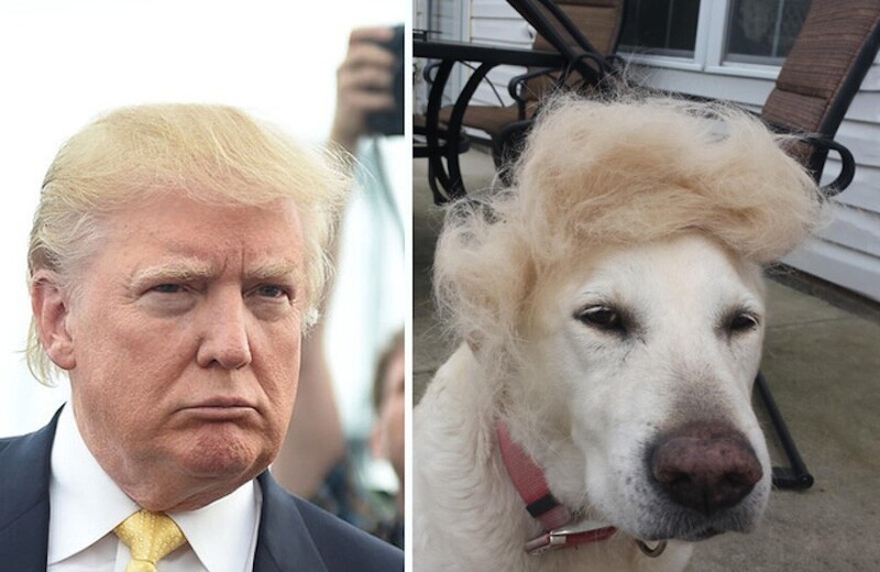 Хватит собачиться по поводу американских выборов, или Более 70 собак по имени Трамп