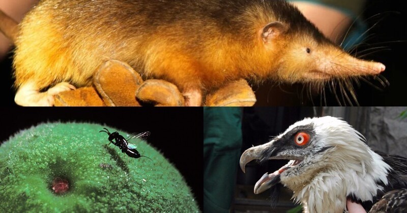Пять удивительных животных с уникальными способностями