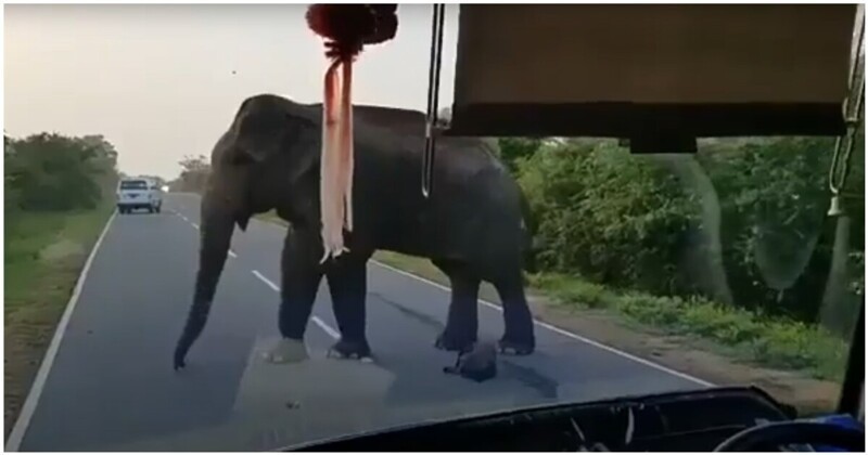 Наглый слон остановил автобус на дороге и начал требовать выкуп