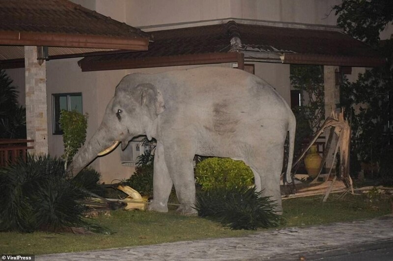 Домашний кот прогнал огромного слона из своего сада