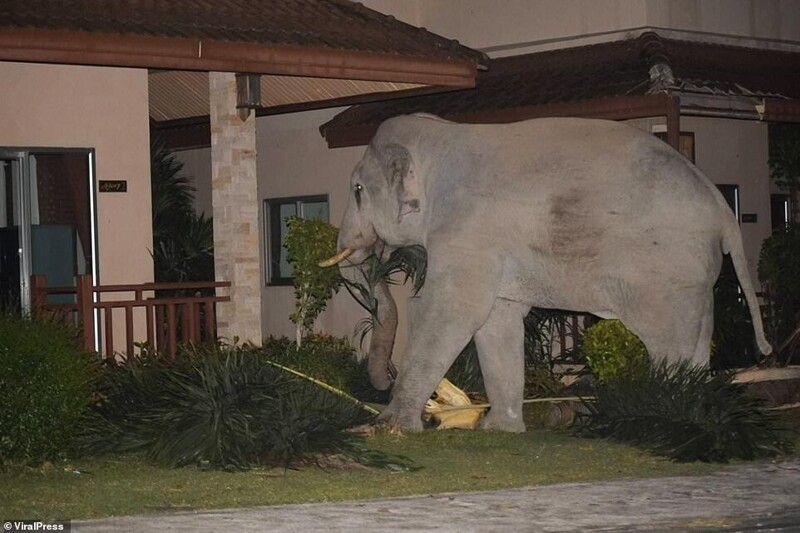 Домашний кот прогнал огромного слона из своего сада
