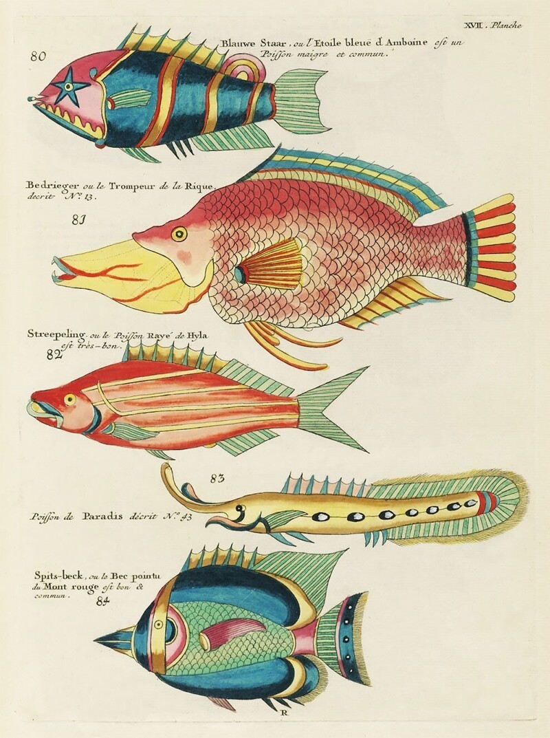 Поразительные иллюстрации из энциклопедии тропических рыб, изданной в 18 веке