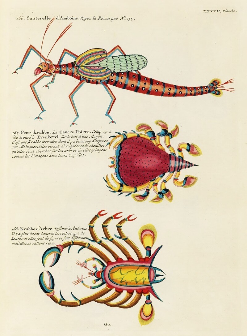 Поразительные иллюстрации из энциклопедии тропических рыб, изданной в 18 веке