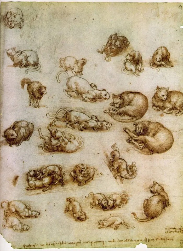 Леонардо да Винчи любил делать наброски котиков: