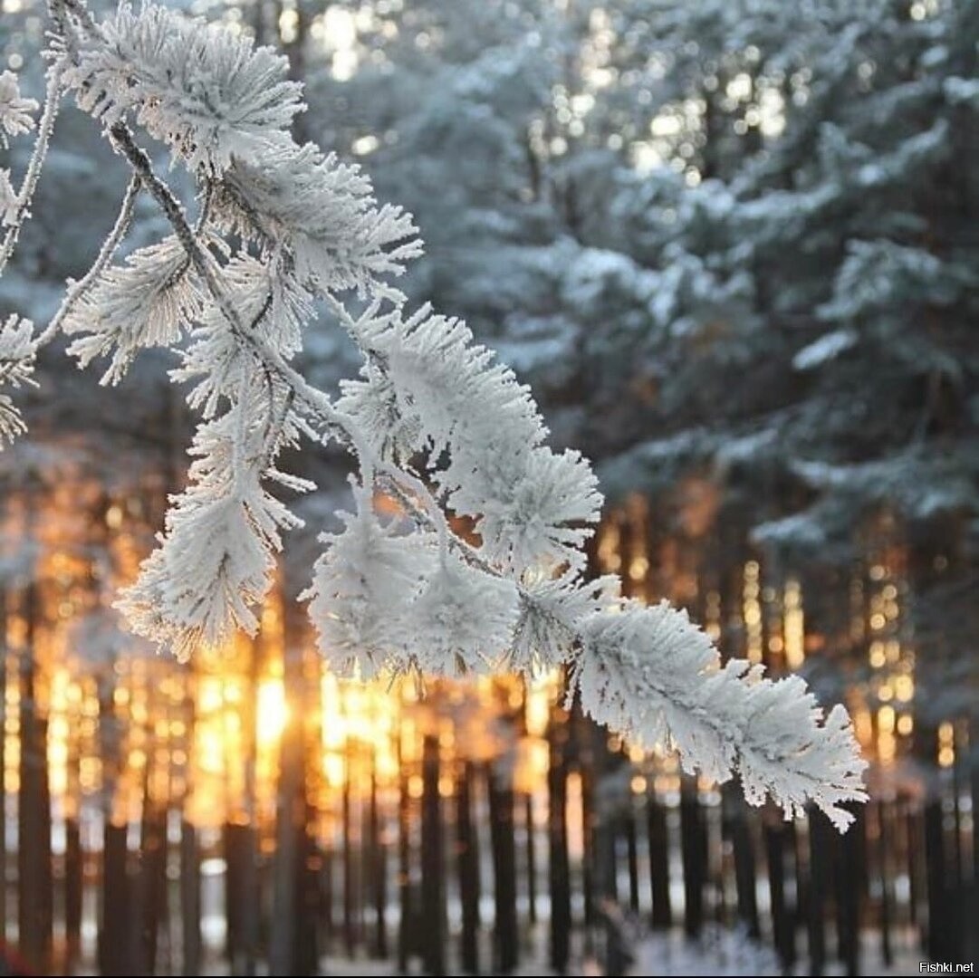 Фото С Зимним Днем