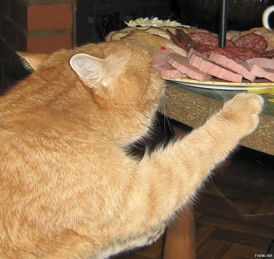 Украсть со стола. Рыжий кот. Толстый рыжий кот. Рыжий кот ест колбасу. Колбаса для кошек.