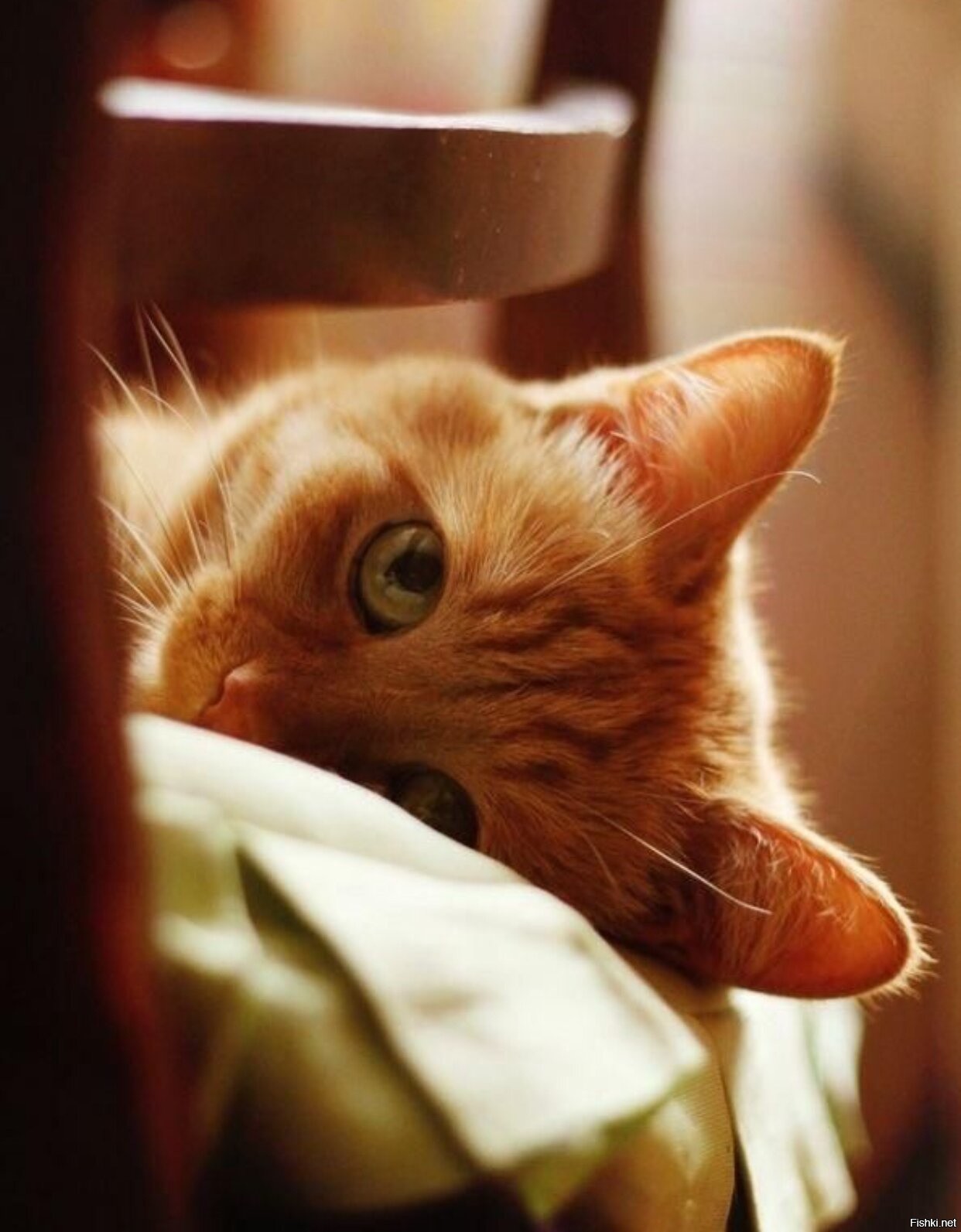 Доброе утро рыжий котик