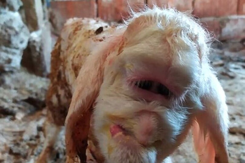 На турецкой ферме родился ягнёнок-мутант с глазом, как у циклопа