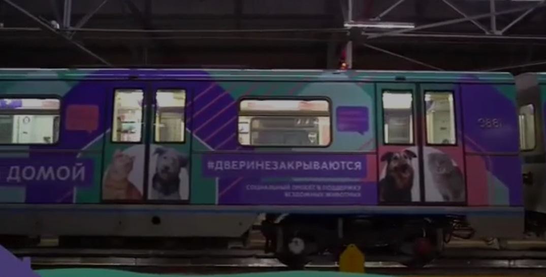 Московское метро позаботилось о бездомных животных, уже 24 питомца встретили новых хозяев: видео