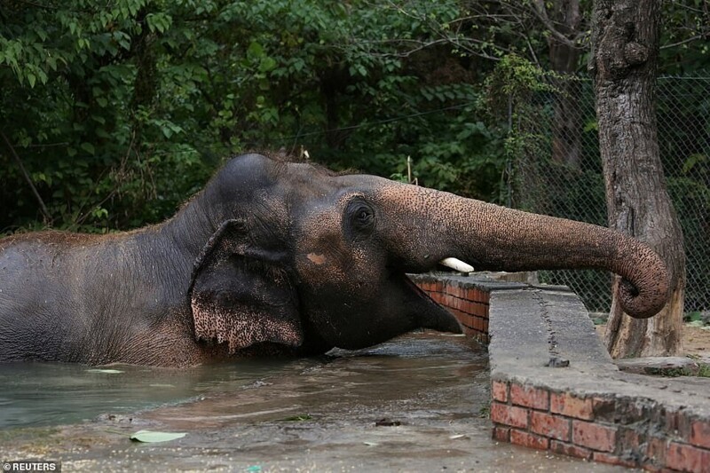 "Самый одинокий слон в мире" наконец-то уезжает жить в заповедник