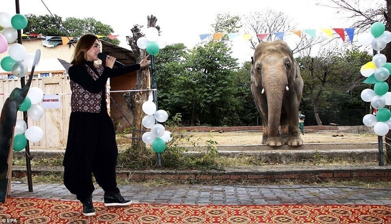 "Самый одинокий слон в мире" наконец-то уезжает жить в заповедник