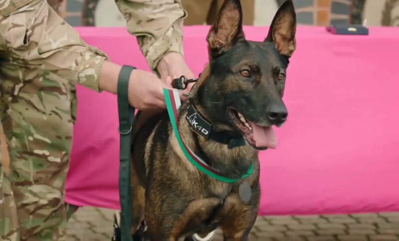 Служебный пес потерял задние лапы, спасая солдат в Афганистане
