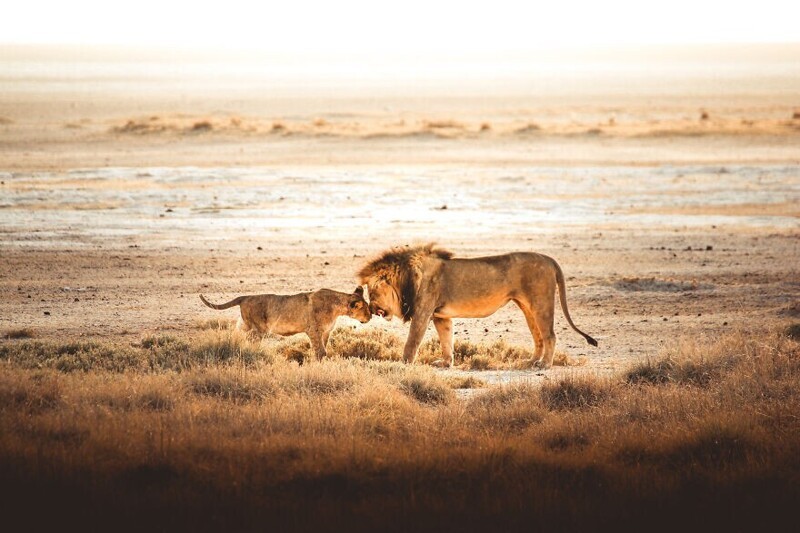 "Семья", озеро Этоша, Намибия, @freeilli