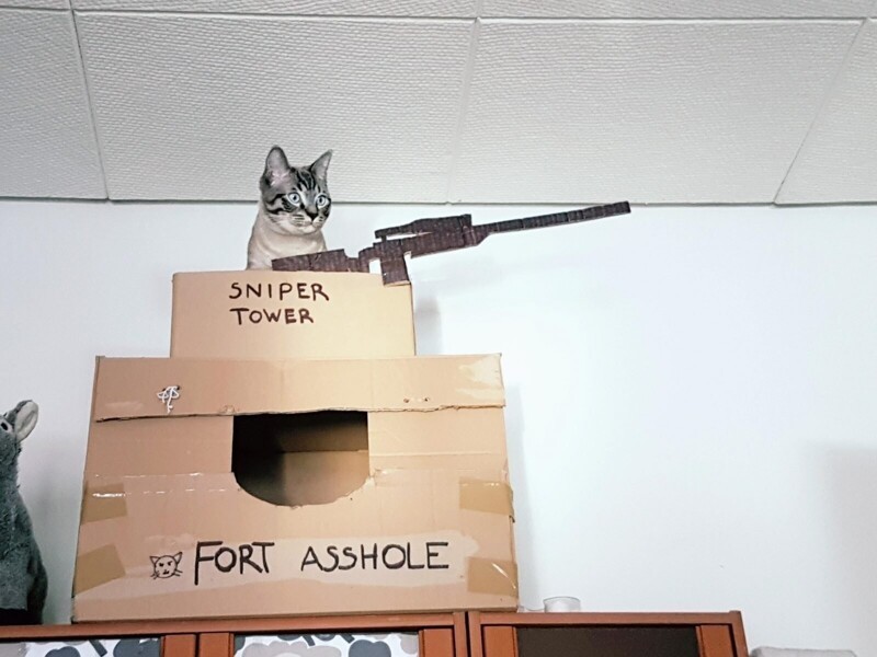 Снайперская вышка для кота