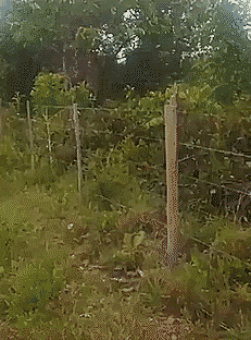 Гифки Гифки