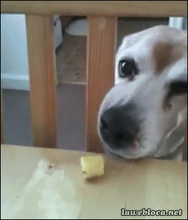 Собачьи гифки