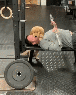 Собачьи гифки