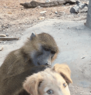 Собачьи гифки