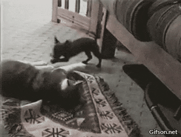 Собачьи гифки