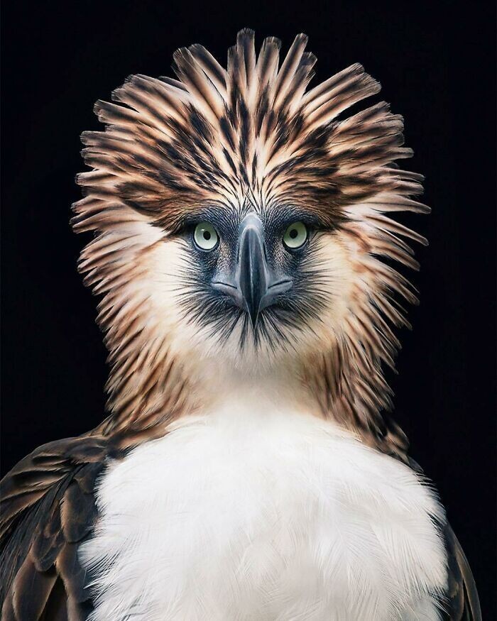 Филиппинский орёл