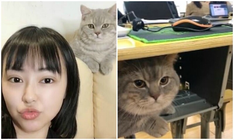 Китайская студентка взяла с собой на пары кота
