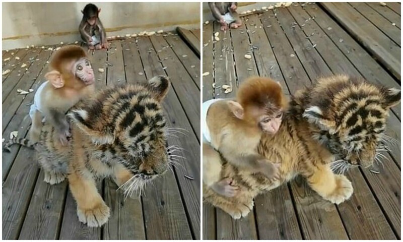 Милота: малыш обезьяны катается верхом на тигренке
