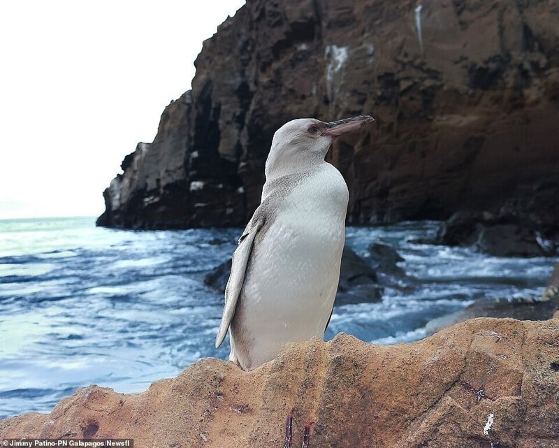 На Галапагосских островах нашли необычного пингвина