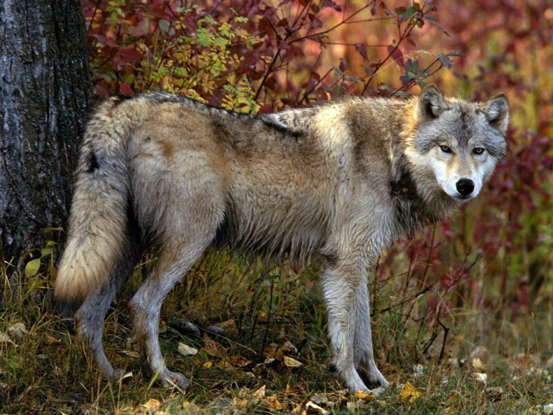 Волк значение животного