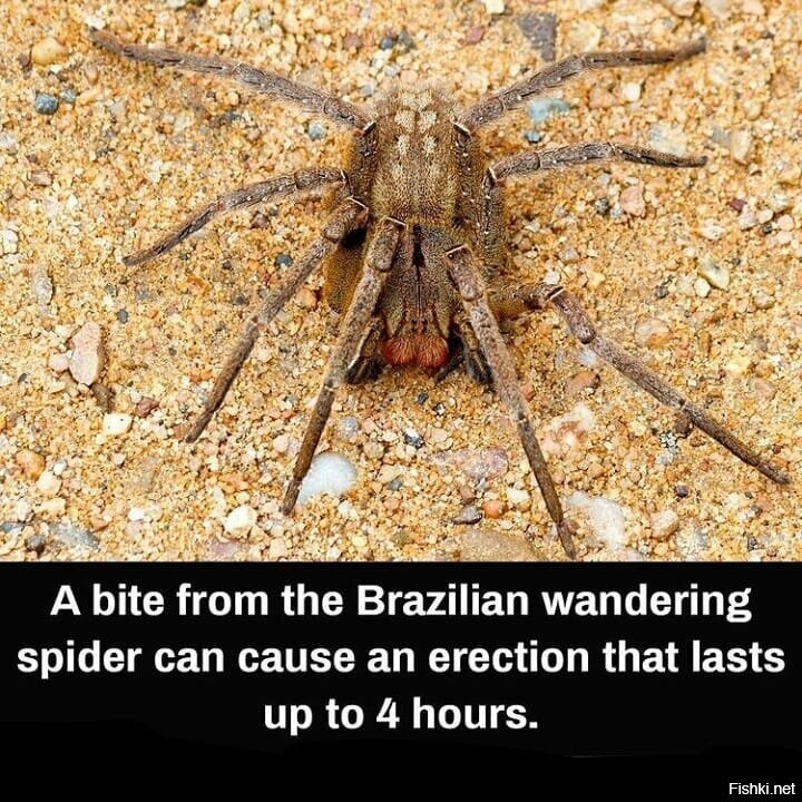Бразильский странствующий паук фото укуса
