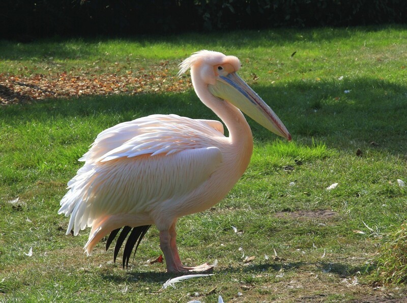 Розовый пеликан, хозяин воды и неба