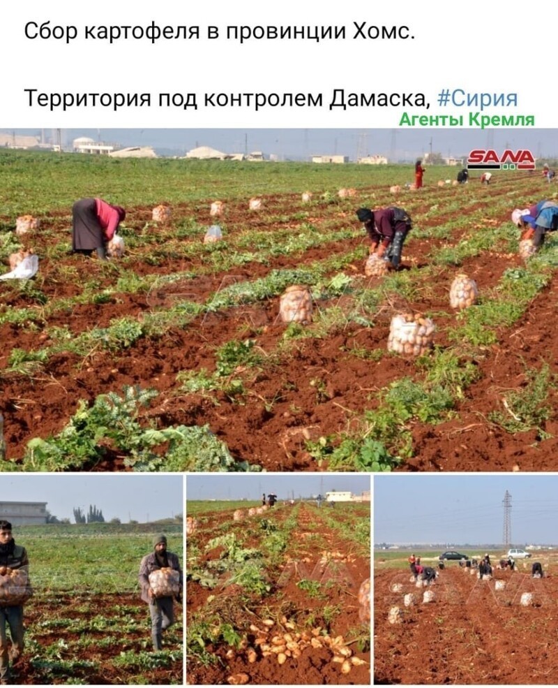 Возвращение мирной жизни в Сирии