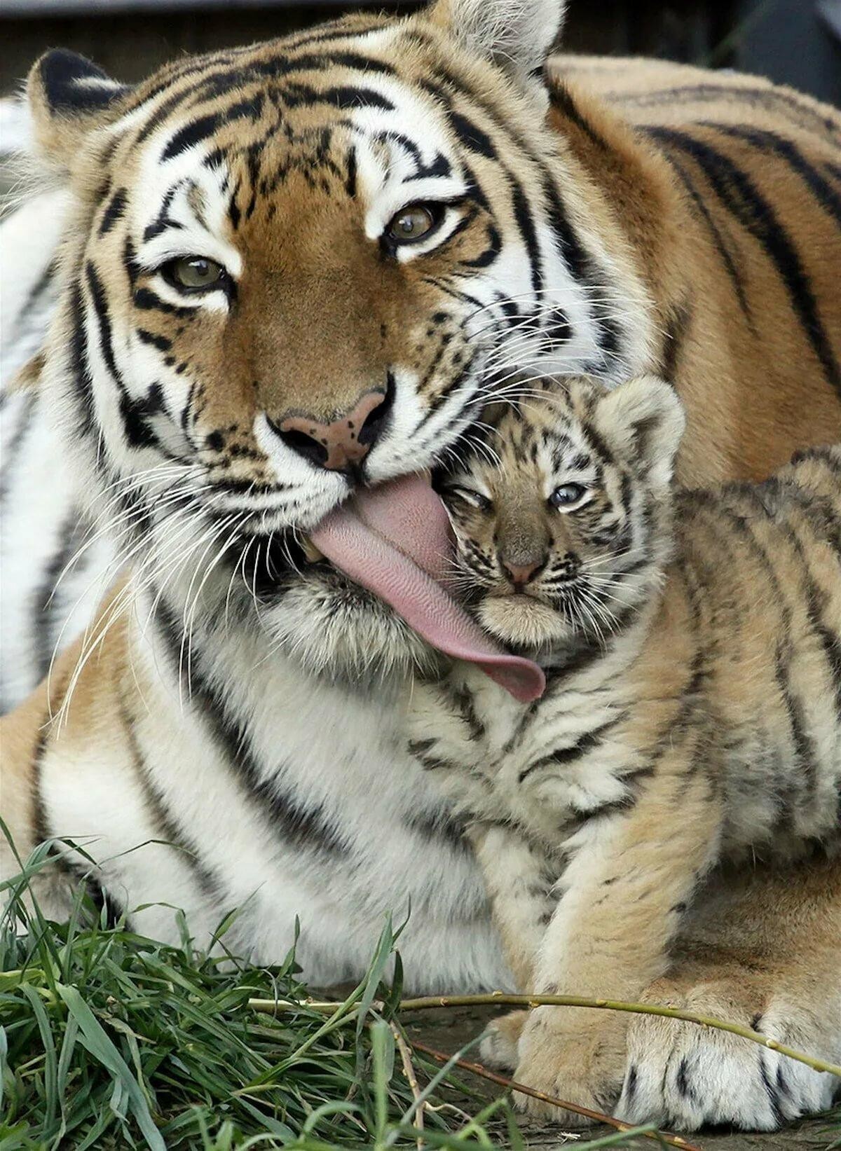 Животное хорошо изображает. Тигр тигрица и Тигренок. Семья тигров. Тигр с тигренком. Красивый тигр.