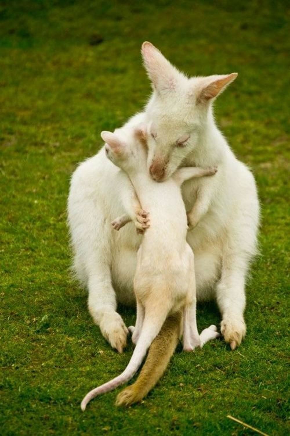 Мать и ребенок животные. Кенгуру валлаби альбинос. Трогательные животные. Мама животные. Мамы и дети животные.