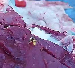 Гифки Гифки