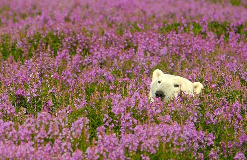 Белые медведи не только в снегу, но и в цветах