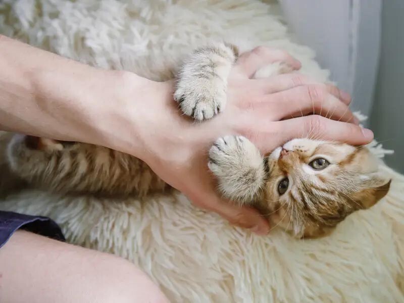 3. Владельцы не должны приучать своих кошек играть с руками