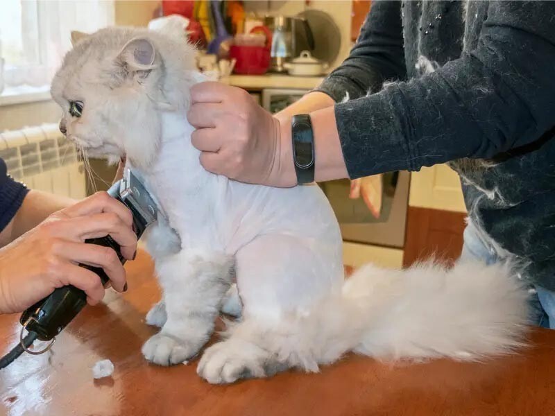 9. Не брейте кошку, если только ваш ветеринар не сообщил вам для этого медицинскую причину